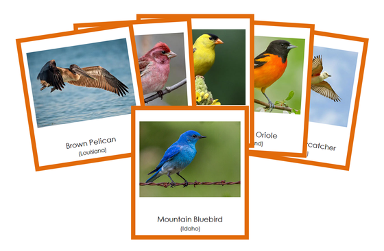 State Birds of the USA 3-Part Cards (color-coded) - Montessori Print Shop Digital Download