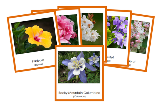 State Flowers of the USA 3-Part Cards (color-coded) - Montessori Print Shop Digital Download