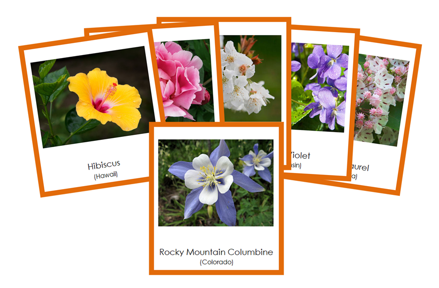 State Flowers of the USA 3-Part Cards (color-coded) - Montessori Print Shop Digital Download
