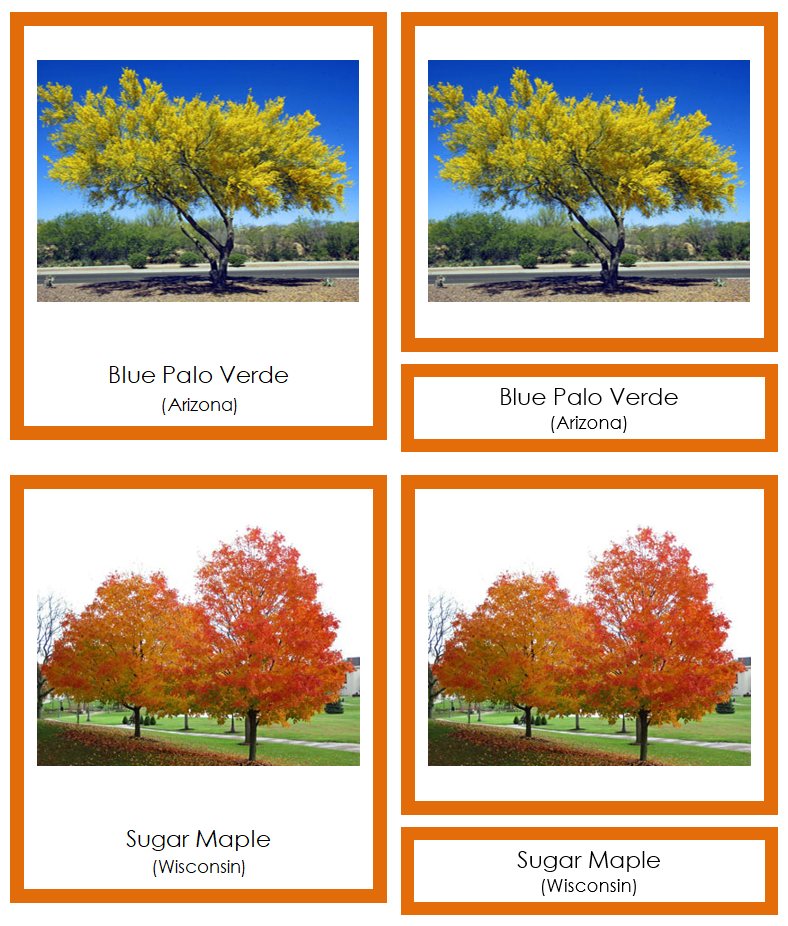 State Trees of the USA 3-Part Cards (color-coded) - Montessori Print Shop Digital Download