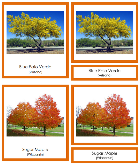 State Trees of the USA 3-Part Cards (color-coded) - Montessori Print Shop Digital Download