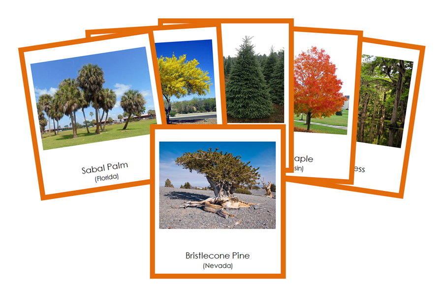 State Trees of the USA 3-Part Cards (color-coded) - Montessori Print Shop Digital Download