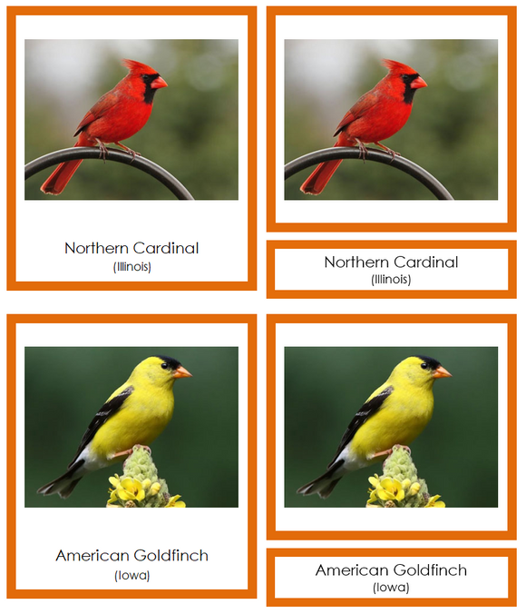 State Birds of the USA 3-Part Cards (color-coded) - Montessori Print Shop Digital Download