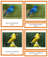 State Birds of the USA (color-coded) 3-Part Cards - Montessori Print Shop