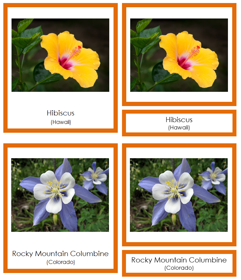 State Flowers of the USA 3-Part Cards (color-coded) - Montessori Print Shop Digital Download