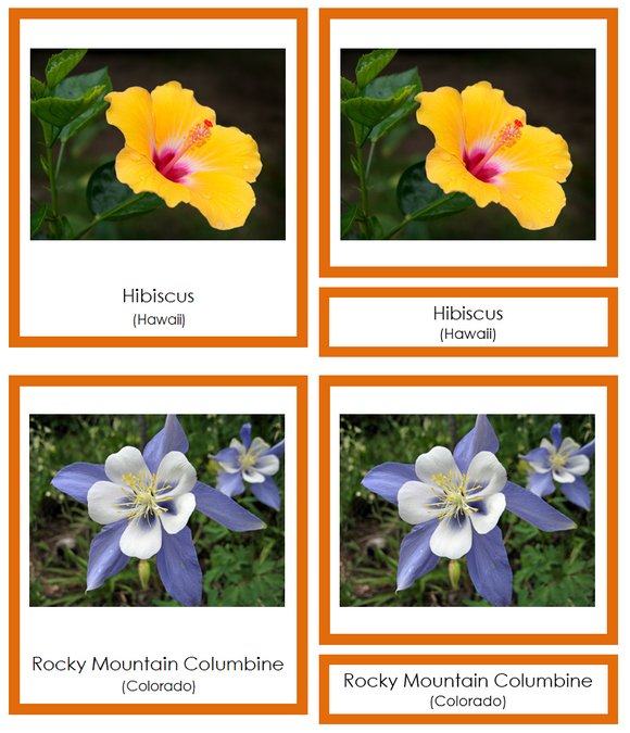 State Flowers of the USA 3-Part Cards (color-coded) - Montessori Print Shop Digital Download