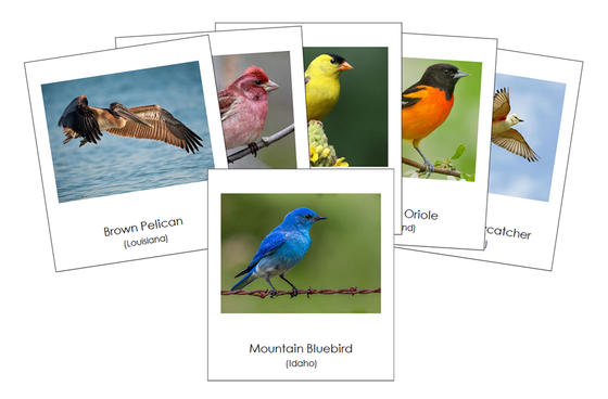 State Birds of the USA 3-Part Cards - Montessori Print Shop Digital Download