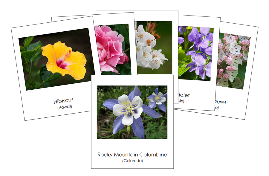 State Flowers of the USA 3-Part Cards - Montessori Print Shop Digital Download
