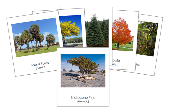 State Trees of the USA 3-Part Cards - Montessori Print Shop Digital Download