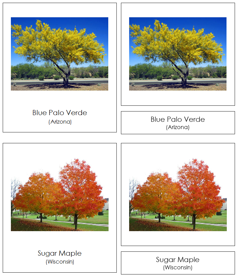 State Trees of the USA 3-Part Cards - Montessori Print Shop Digital Download