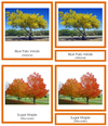 State Trees of the USA (color-coded) 3-Part Cards - Montessori Print Shop