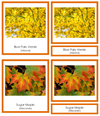 State Trees of the USA (color-coded) 3-Part Cards - Montessori Print Shop