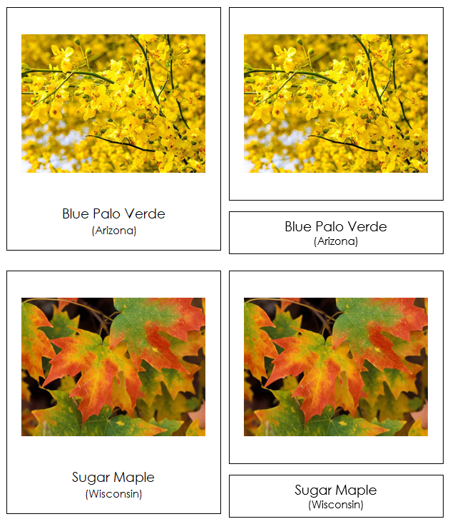 State Trees of the USA 3-Part Cards - Montessori Print Shop Digital Download