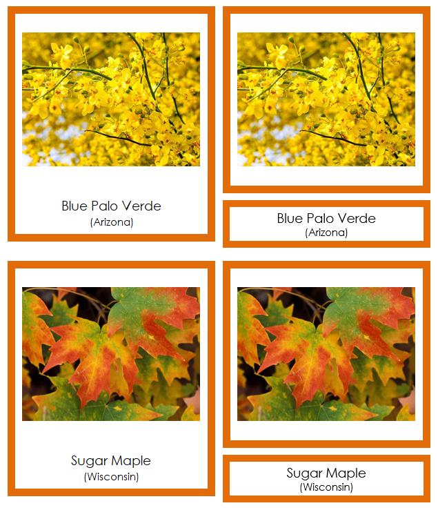 State Trees of the USA (color-coded) 3-Part Cards - Montessori Print Shop