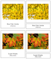 State Trees of the USA 3-Part Cards - Montessori Print Shop