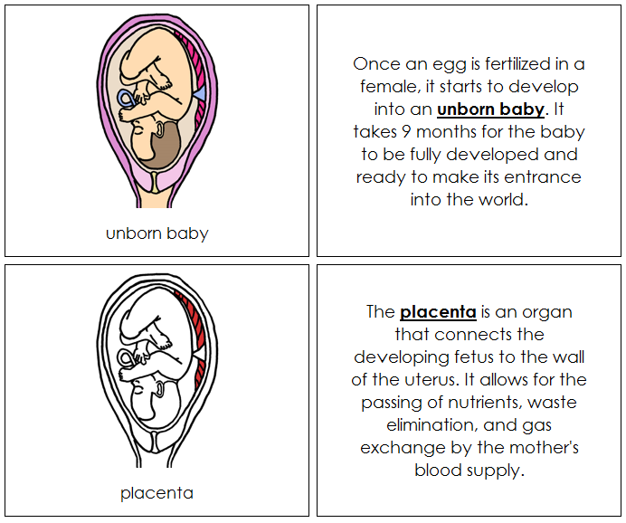 Unborn Baby Nomenclature Book (red) - Montessori Print Shop Digital Download