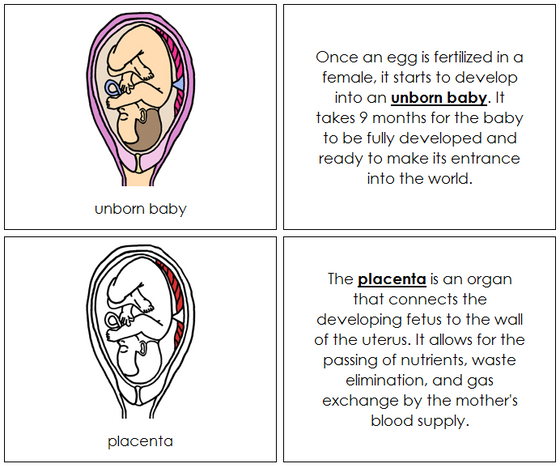 Unborn Baby Nomenclature Book (red) - Montessori Print Shop