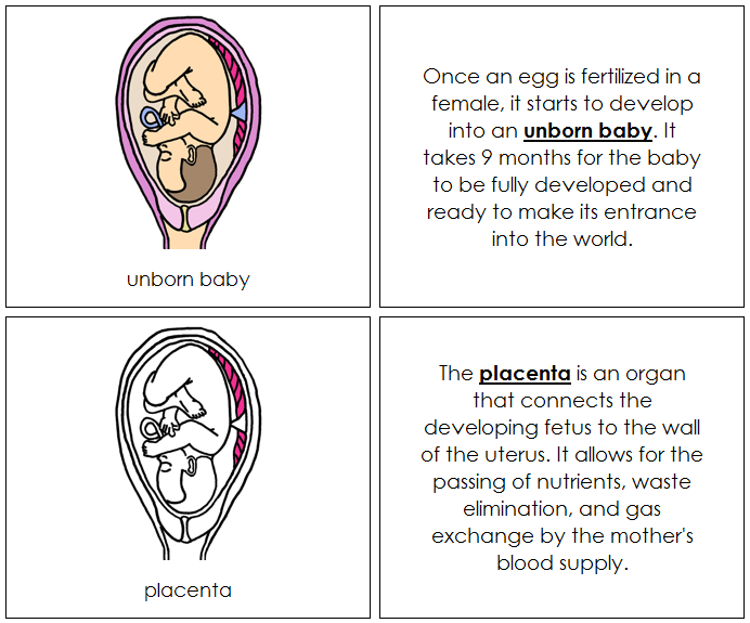 Unborn Baby Nomenclature Book - Montessori Print Shop Digital Download