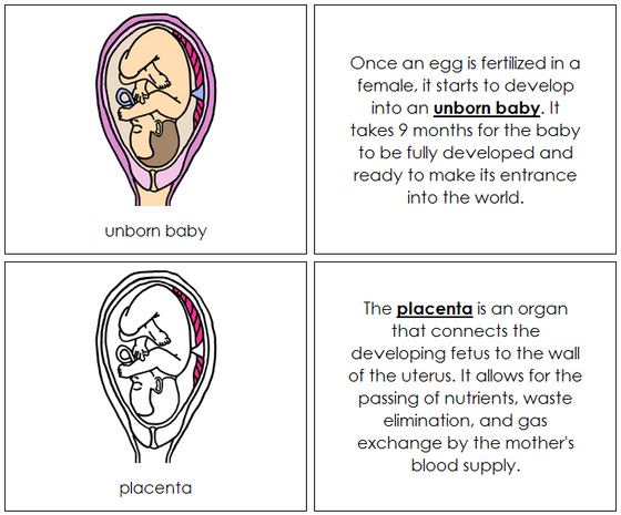 Unborn Baby Nomenclature Book - Montessori Print Shop