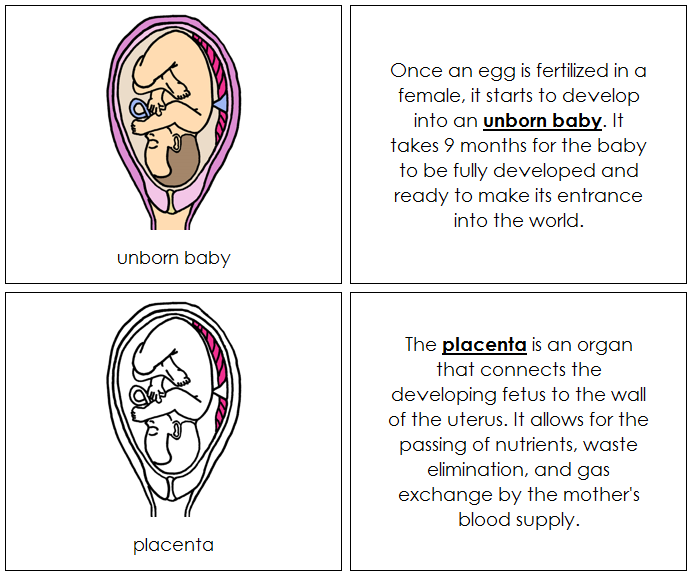 Unborn Baby Nomenclature Book - Montessori Print Shop