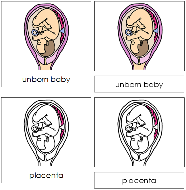 Pregnancy Nomenclature Cards - Montessori Print Shop Digital Download