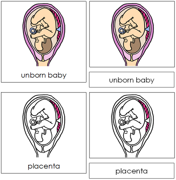 Unborn Baby Nomenclature Cards - Montessori Print Shop