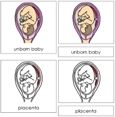 Unborn Baby Nomenclature Cards (red) - Montessori Print Shop