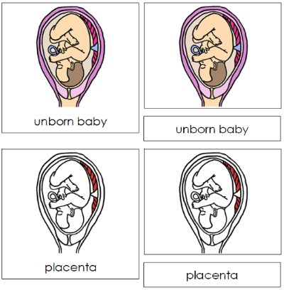 Unborn Baby Nomenclature 3-Part Cards (red) - Montessori Print Shop