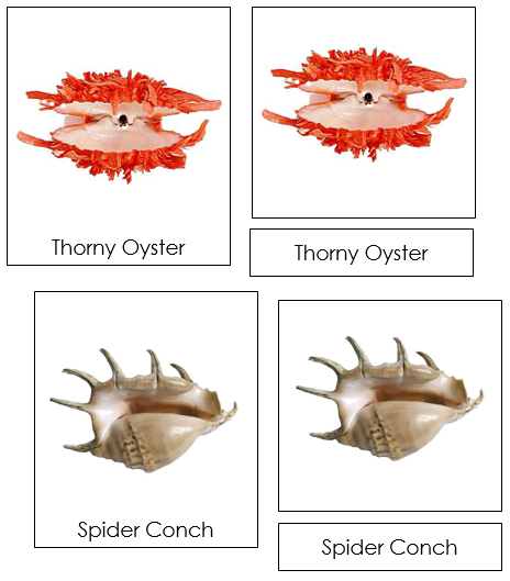Univalve & Bivalve Shells 3-Part Cards - Montessori Print Shop