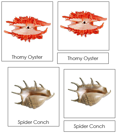 Univalve & Bivalve Shells - Montessori Print Shop