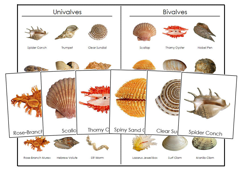 Univalve & Bivalve Shells - Montessori Print Shop Digital Download
