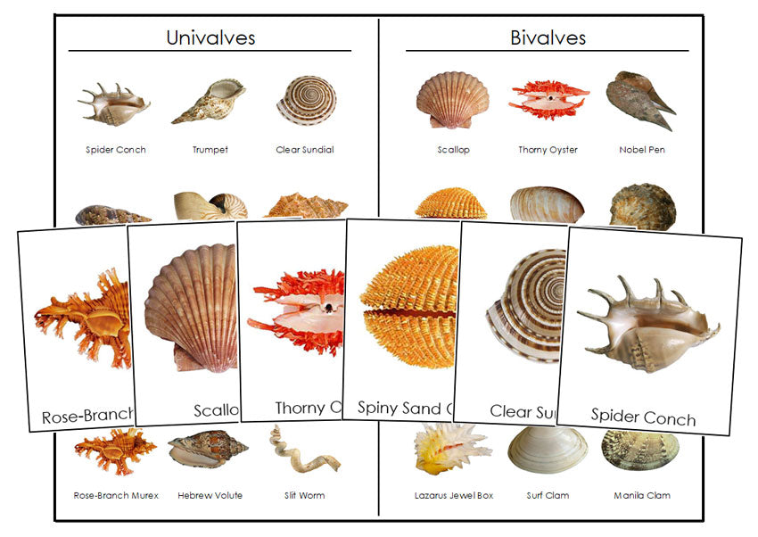 Univalve & Bivalve Shells - Montessori Print Shop