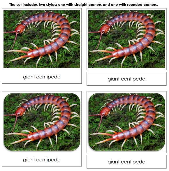 Venomous Creatures Safari Toob Cards - Montessori Print Shop Digital Download