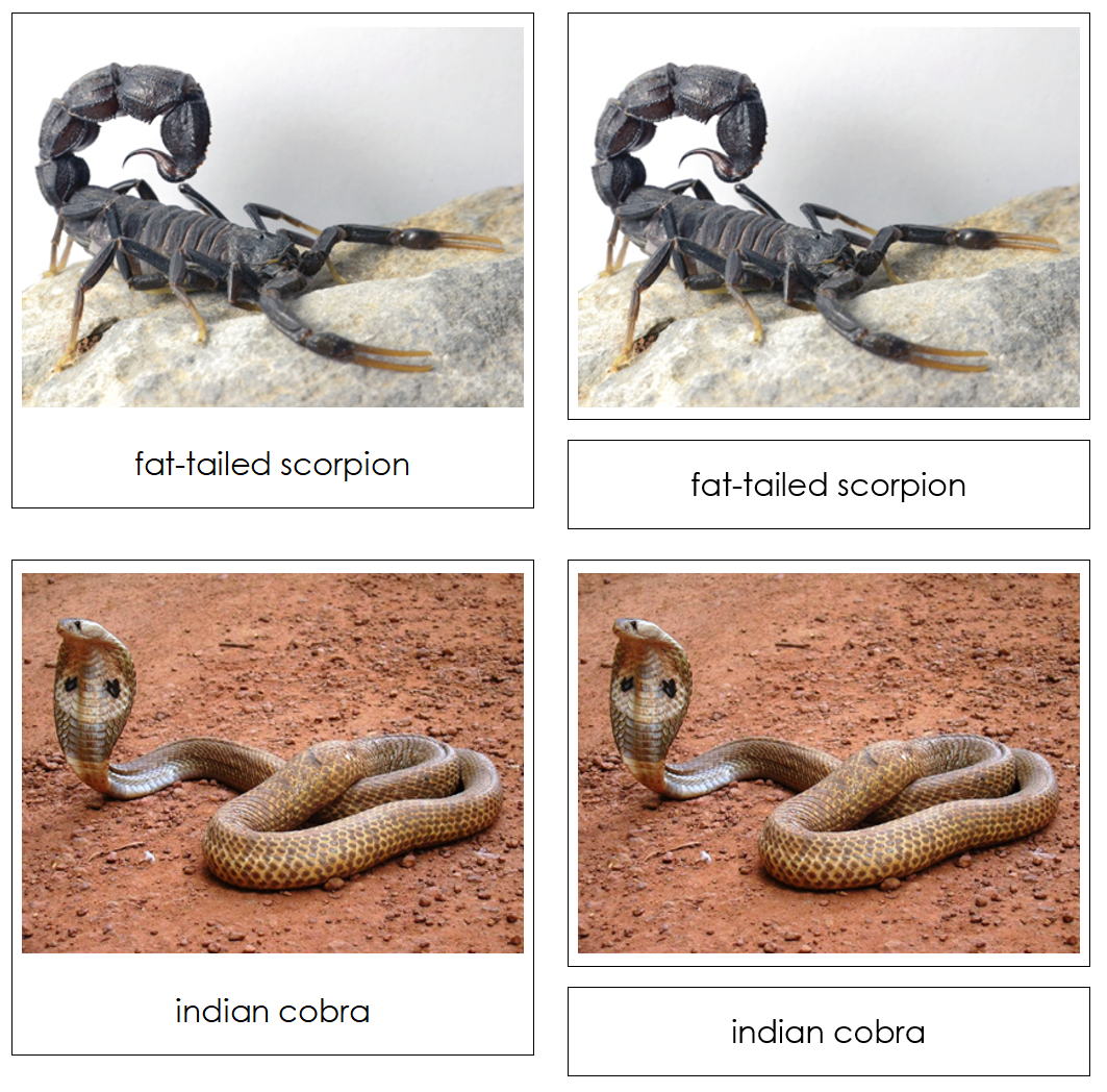 Venomous Creatures Safari Toob Cards - Montessori Print Shop Digital Download