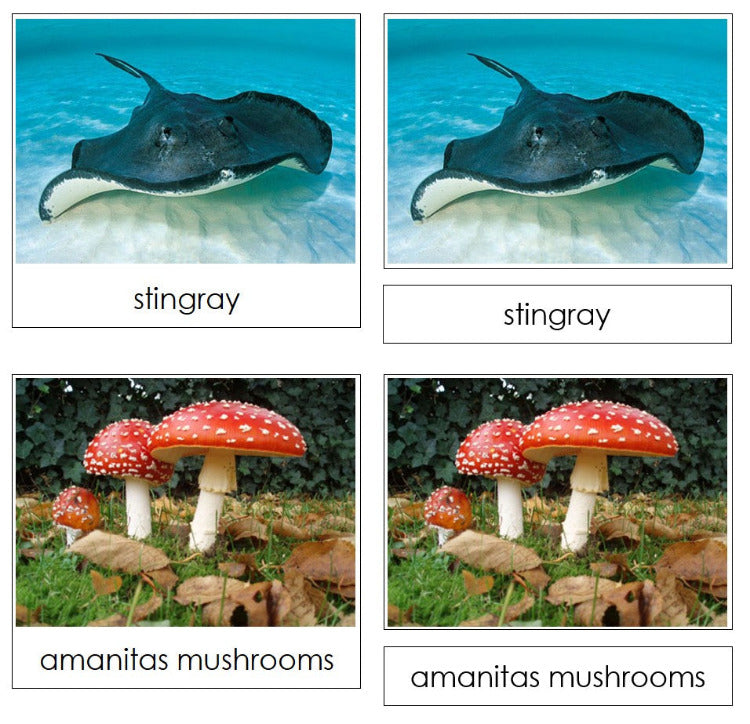 Venomous and Poisonous Animals & Plants Sorting Cards & Charts - Montessori Print Shop Digital Download 