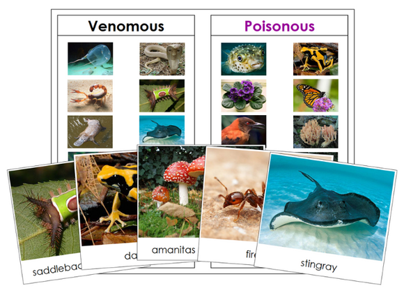 Venomous and Poisonous Animals & Plants Sorting Cards & Charts - Montessori Print Shop Digital Download 