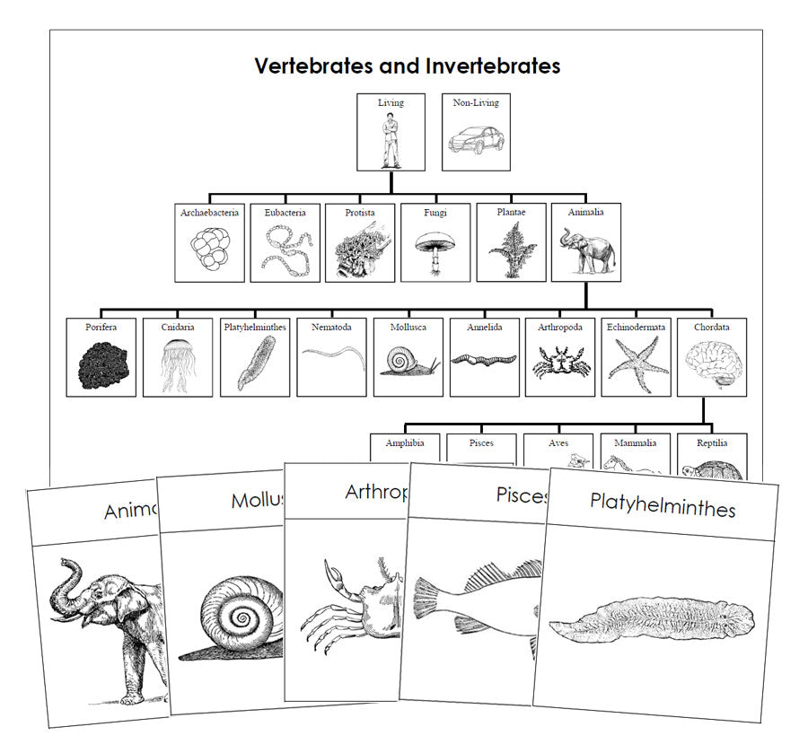 Vertebrates and Invertebrates Charts & Cards (Blackline Masters) - Montessori Print Shop Digital Download
