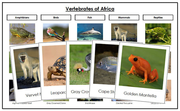 Africa Vertebrate Sorting Cards - Montessori Print Shop