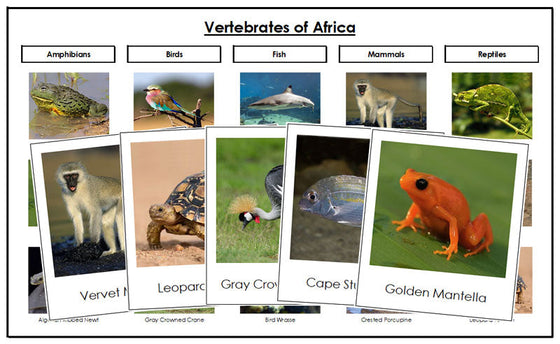 Africa Vertebrate Sorting Cards - Montessori Print Shop Digital Download