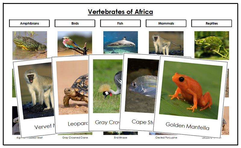 Africa Vertebrate Sorting Cards - Montessori Print Shop Digital Download