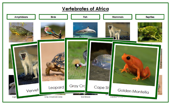 Vertebrates of the World Sorting Cards and Charts Bundle (color borders) - Montessori Print Shop Digital Download