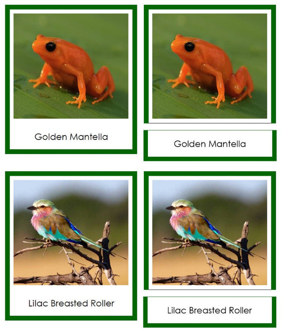 Vertebrates of Africa Sorting Lesson (color-coded) - Montessori Print Shop Digital Download
