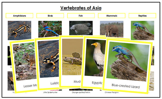 Asia Vertebrate Sorting (color borders) - Montessori Print Shop