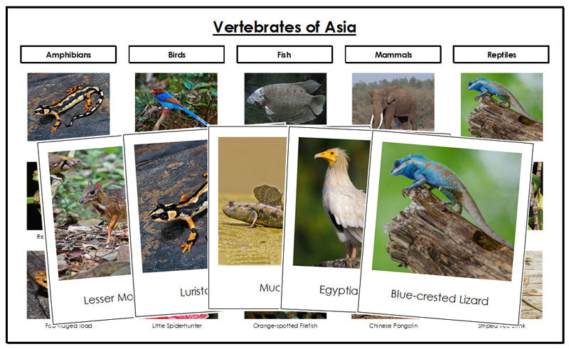 Vertebrates of Asia Sorting Cards and Chart - Montessori Print Shop