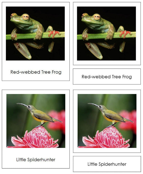 Vertebrates of Asia Sorting Lesson - Montessori Print Shop Digital Download