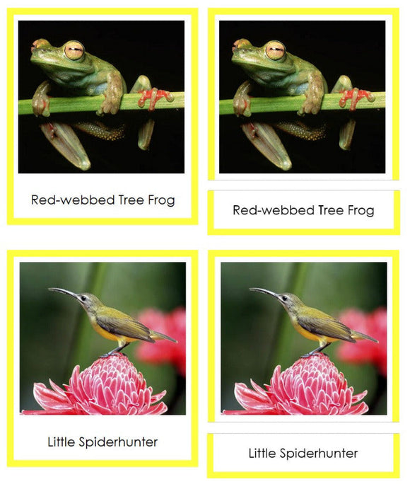 Vertebrates of Asia Sorting Lesson (color borders) - Montessori Print Shop Digital Download