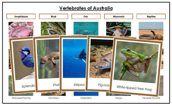 Australia Vertebrate Sorting (color borders) - Montessori Print Shop