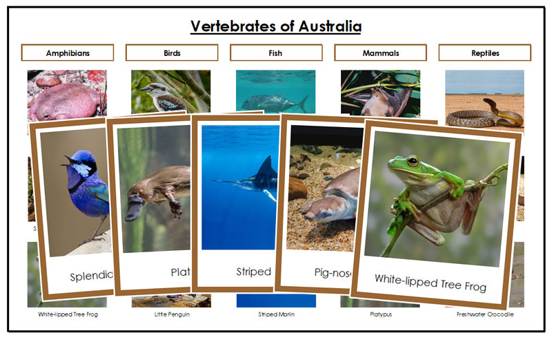 Australia Vertebrate Sorting (color borders) - Montessori Print Shop