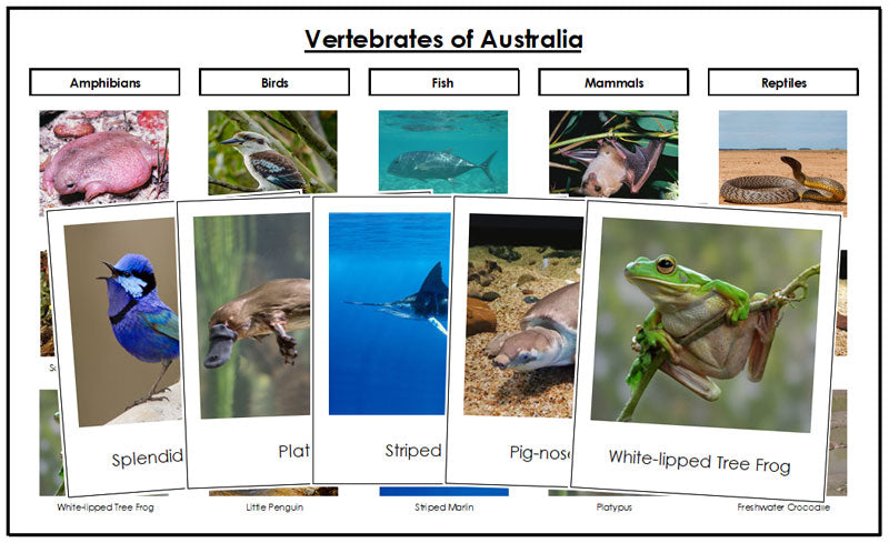 Vertebrates of Australia Sorting Cards and Chart - Montessori Print Shop Digital Download