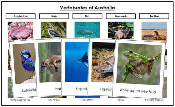 Australia Vertebrate Sorting - Montessori Print Shop